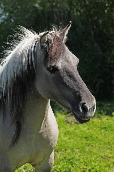 Tarpan Horses Equus Caballus Gmelini — Stock fotografie