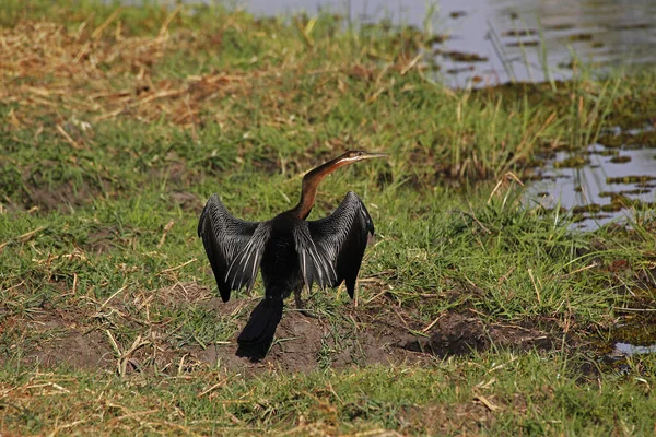 Afrikanska Kvarteren Anhinga Rufa Adult Drying Wings Sun Chobe River — Stockfoto