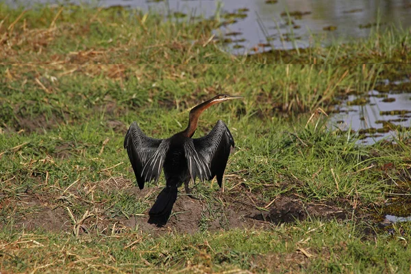 African Darter Anhinga Rufa Adult Flight Chobe River Okavango Delta — 스톡 사진