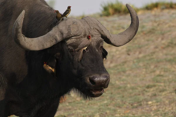 Oxpecker Bec Rouge Buphagus Erythrorhynchus Debout Sur African Buffalo Syncerus — Photo