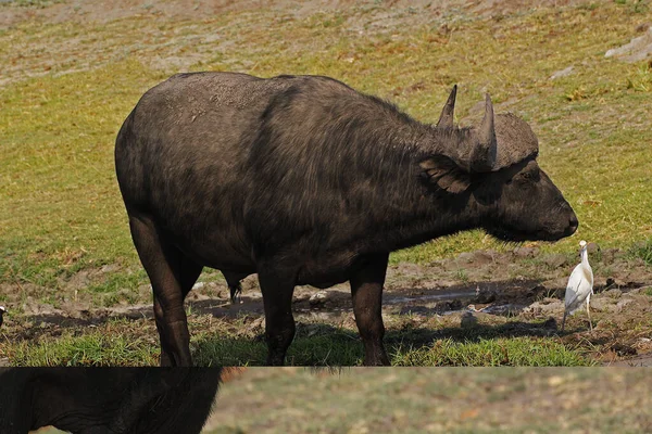 Afrikansk Buffel Syncerus Caffer Med Nötkreatur Egret Bubulcus Ibis Okavango — Stockfoto