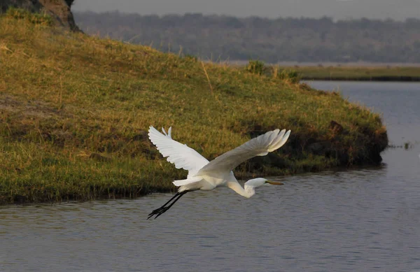 Great White Egret Egretta Alba Adulto Vuelo Río Chobe Delta —  Fotos de Stock