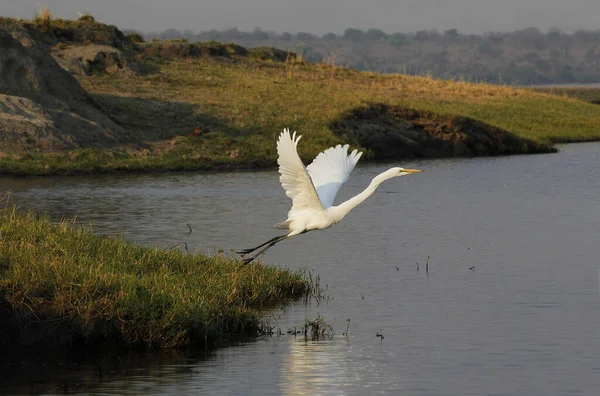 Great White Egret Egretta Alba Adulto Despegando Del Río Chobe —  Fotos de Stock