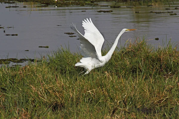 Great White Egret Egretta Alba Adulto Despegando Del Río Khwai —  Fotos de Stock