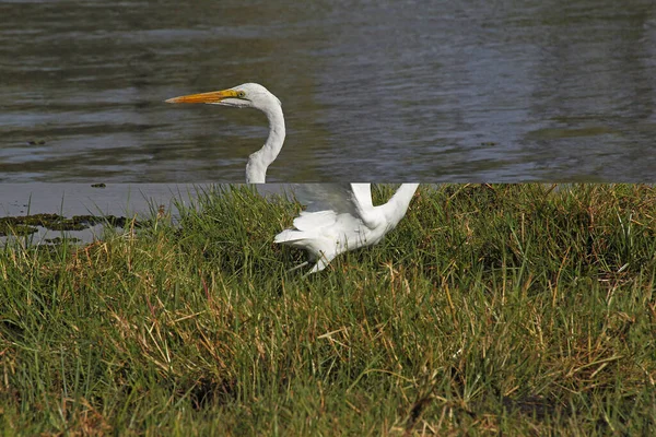 Great White Egret Egretta Alba Felnőtt Közel Khwai River Moremi — Stock Fotó