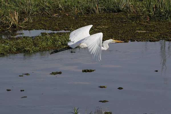 Wielki Biały Egretta Egretta Alba Dorosły Locie Khwai River Moremi — Zdjęcie stockowe