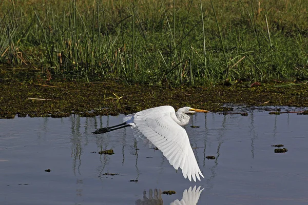 Great White Egret Egretta Alba Adult Flight Khwai River Moremi — 图库照片