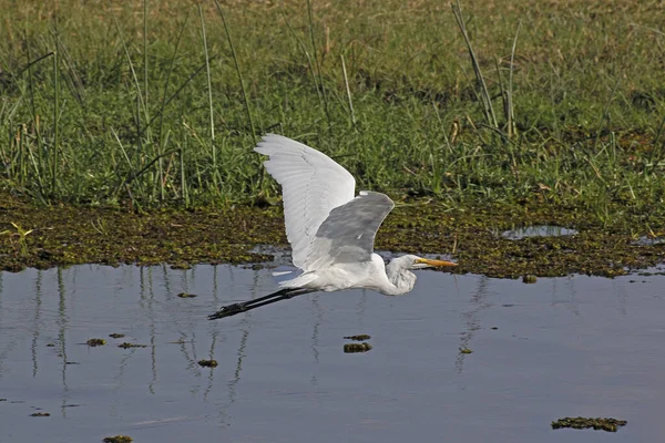 Great White Egret Egretta Alba Adult Flight Khwai River Moremi — 스톡 사진