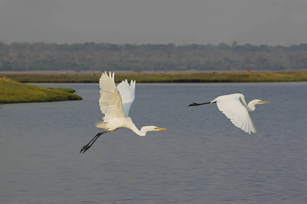 Great White Egret Egretta Alba Adult Flight Chobe River Okavango — стокове фото