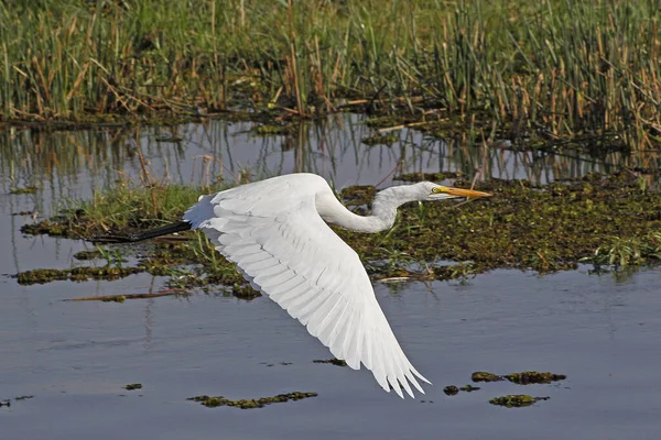 Great White Egret Egretta Alba Adult Flight Khwai River Moremi — стокове фото