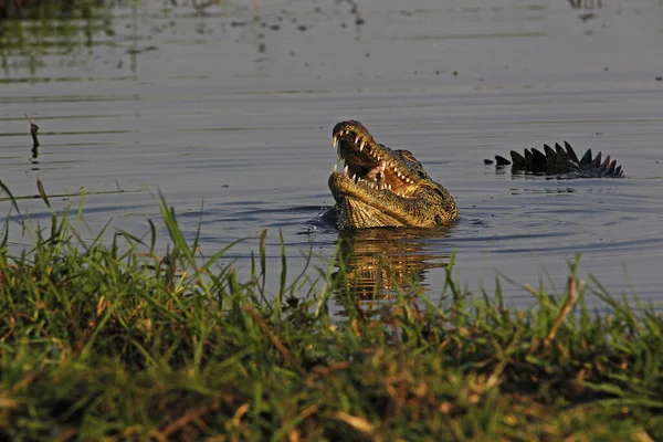 Crocodilo Nilo Crocodylus Niloticus Adulto Com Boca Aberta Rio Chobe — Fotografia de Stock