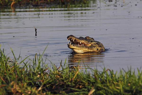 Nílusi Krokodil Crocodylus Niloticus Chobe River Okavango Delta Botswanában — Stock Fotó