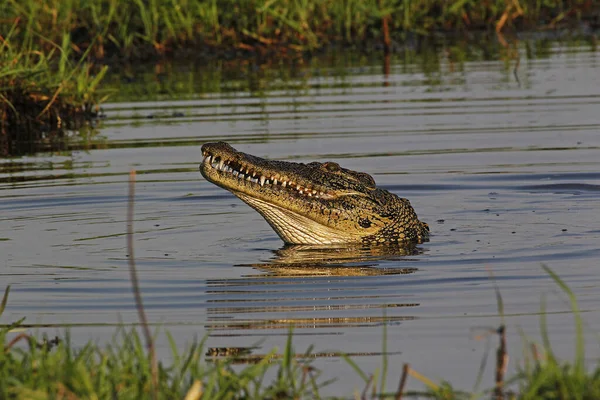 Crocodilo Nilo Crocodylus Niloticus Rio Chobe Delta Okavango Botsuana — Fotografia de Stock