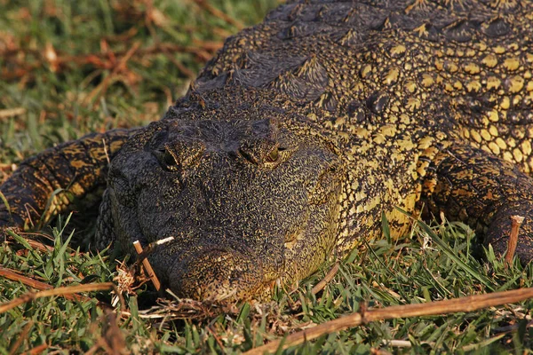 Nílusi Krokodil Crocodylus Niloticus Felnőtt Pihenés Chobe Park Okavango Delta — Stock Fotó