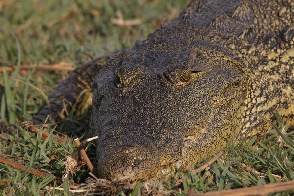 Nílusi Krokodil Crocodylus Niloticus Felnőtt Pihenés Chobe Park Okavango Delta — Stock Fotó