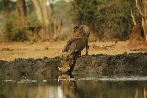 Warthog Phacochoerus Aethiopicus Água Para Consumo Masculino Perto Rio Chobe — Fotografia de Stock