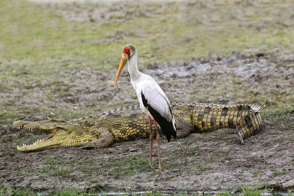Yellow Billed Stork Mycteria Ibis Nile Crocodile Crocodylus Niloticus Chobe — Stock Photo, Image