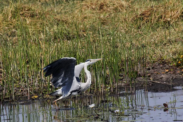 Grey Heron Ardea Cinerea Adult Flight Khwai River Moremi Reserve — стокове фото
