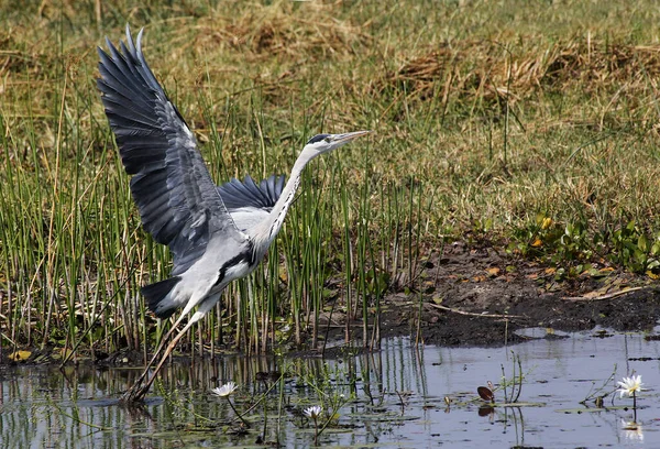 Grey Heron Ardea Cinerea Adult Flight Khwai River Moremi Reserve — стокове фото