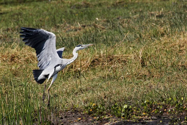 Grey Heron Ardea Cinerea Adult Flight Vzlet Moremi Reserve Okavango — Stock fotografie