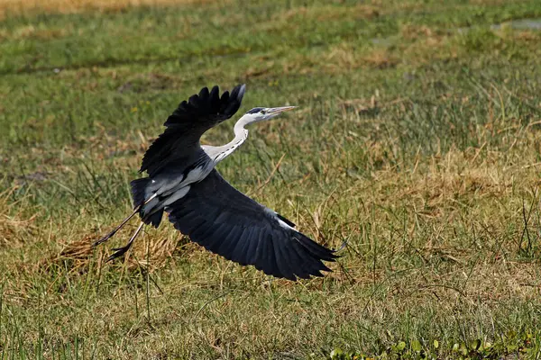 Grey Heron Ardea Cinerea Adult Flight Vzlet Moremi Reserve Okavango — Stock fotografie