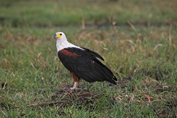 Ikan Elang Afrika Haliaeetus Vocifer Chobe Park Delta Okavango Botswana — Stok Foto