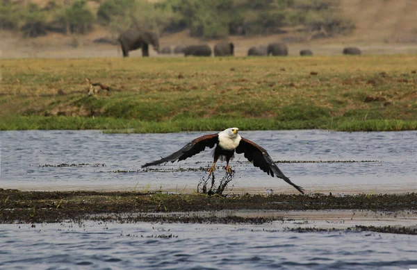 Águila Pescadora Africana Haliaeetus Vocifer Adulto Vuelo Río Chobe Delta — Foto de Stock