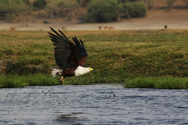 非洲鱼鹰 Haliaeetus Vocifer Adult Flight Chobe River Okavango Delta 博茨瓦纳 — 图库照片