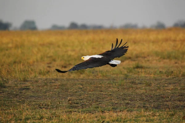 African Fish Eagle Haliaeetus Vocifer Adult Flight Chobe Park Okavango — стокове фото