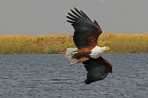 African Fish Eagle Haliaeetus Vocifer Adult Flight Chobe River Okavango — Stock fotografie