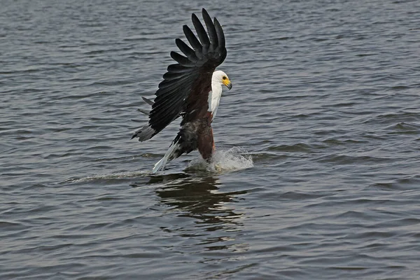 African Fish Eagle Haliaeetus Vocifer Adulto Voo Pesca Rio Chobe — Fotografia de Stock