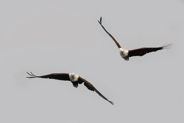 Águila Pescadora Africana Haliaeetus Vocifer Adultos Vuelo Chobe Park Delta —  Fotos de Stock