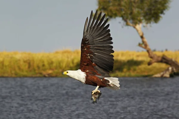 Afrikanischer Fischadler Heilbutt Erwachsener Flug Angeln Chobe River Okavango Delta — Stockfoto