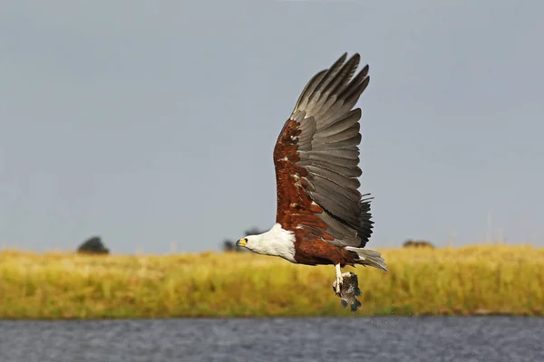 African Fish Eagle Haliaeetus Vocifer Adult Flight Fishing Chobe River — Stock Photo, Image