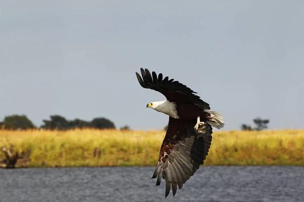 African Fish Eagle Haliaeetus Vocifer Adult Flight Fishing Chobe River — Stock Photo, Image