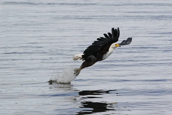 African Fish Eagle Haliaeetus Vocifer Adult Flight Fishing Chobe River — стокове фото