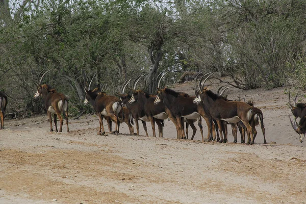 Sable Antelope Hippotragus Niger Herd Chobe Park Okavango Delta Botswana — стокове фото