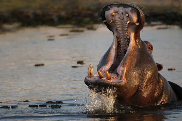 Hippopótamo Hipopótamo Anfíbio Adulto Com Boca Aberta Exposição Ameaças Rio — Fotografia de Stock