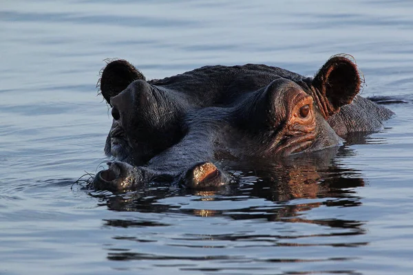 Hipopótamo Anfibio Hipopótamo Adulto Río Chobe Delta Del Okavango Botsuana —  Fotos de Stock