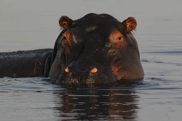 Hipopótamo Hipopótamo Anfíbio Adulto Rio Chobe Delta Okavango Botsuana — Fotografia de Stock