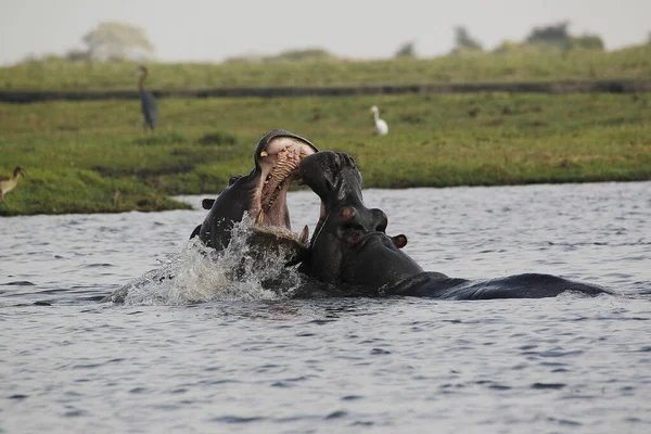 Hippopotam Hipopotam Amfibi Ağzı Açık Yetişkinler Tehdit Gösterisi Dövüşme Chobe — Stok fotoğraf