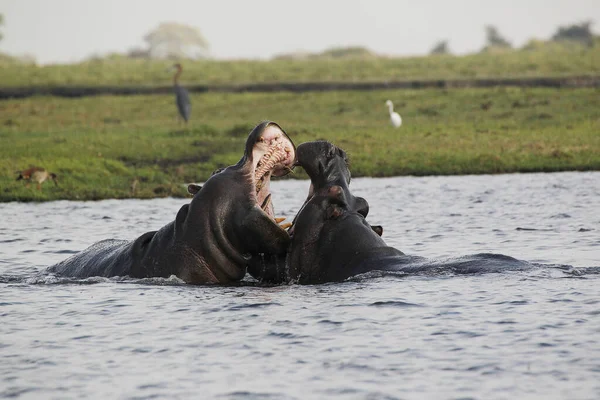 Hippopotam Hipopotam Amfibi Ağzı Açık Yetişkinler Tehdit Gösterisi Dövüşme Chobe — Stok fotoğraf