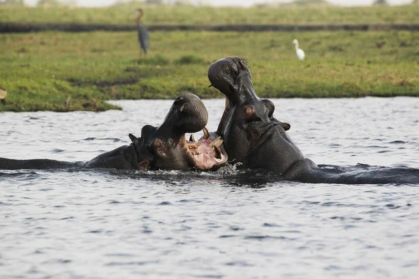 Hippopotame Hippopotame Amphibie Adultes Avec Bouche Grande Ouverte Exposition Menace — Photo
