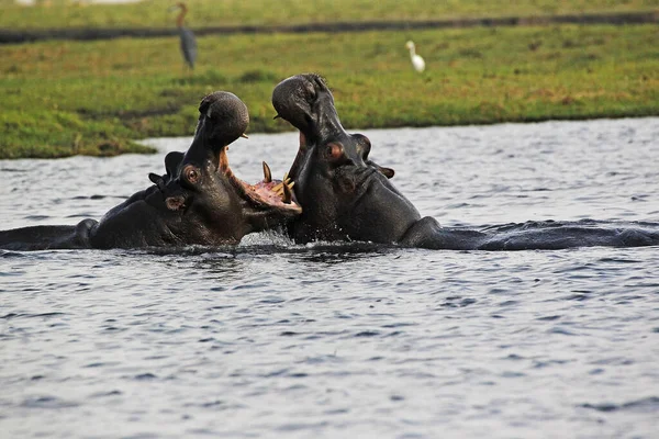 Hippopótamo Hipopótamo Anfíbio Adultos Com Boca Aberta Exibição Ameaça Luta — Fotografia de Stock