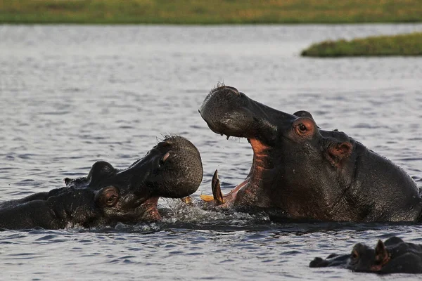 Hipopotam Hipopotam Amfibia Dorośli Szeroko Otwartymi Ustami Wyświetlacz Zagrożeń Walka — Zdjęcie stockowe