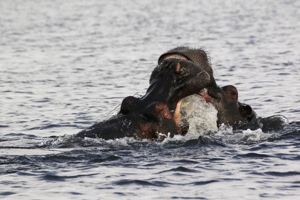 Hipopótamo Anfibio Hipopótamo Adultos Con Boca Abierta Expositor Amenazas Lucha — Foto de Stock