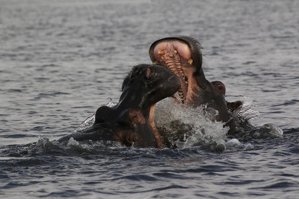 Hippopotame Hippopotame Amphibie Adultes Avec Bouche Grande Ouverte Exposition Menace — Photo