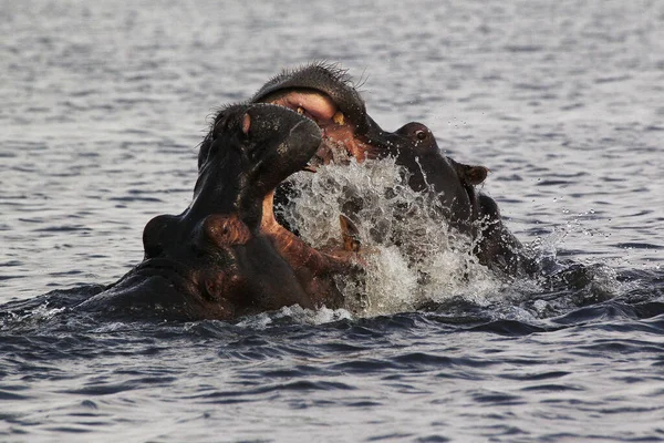 河马两栖动物 张大嘴的成虫 威胁展示 乔伯河 博茨瓦纳奥卡万戈三角洲 — 图库照片