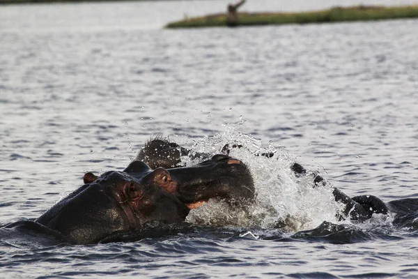 Hipopótamo Anfibio Hipopótamo Adultos Con Boca Abierta Expositor Amenazas Lucha —  Fotos de Stock