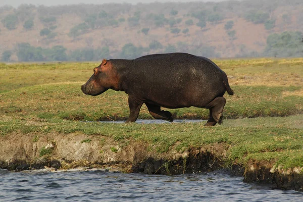 Hipopotam Hipopotam Amfibia Dorosły Pobliżu Rzeki Chobe Delta Okavango Botswanie — Zdjęcie stockowe